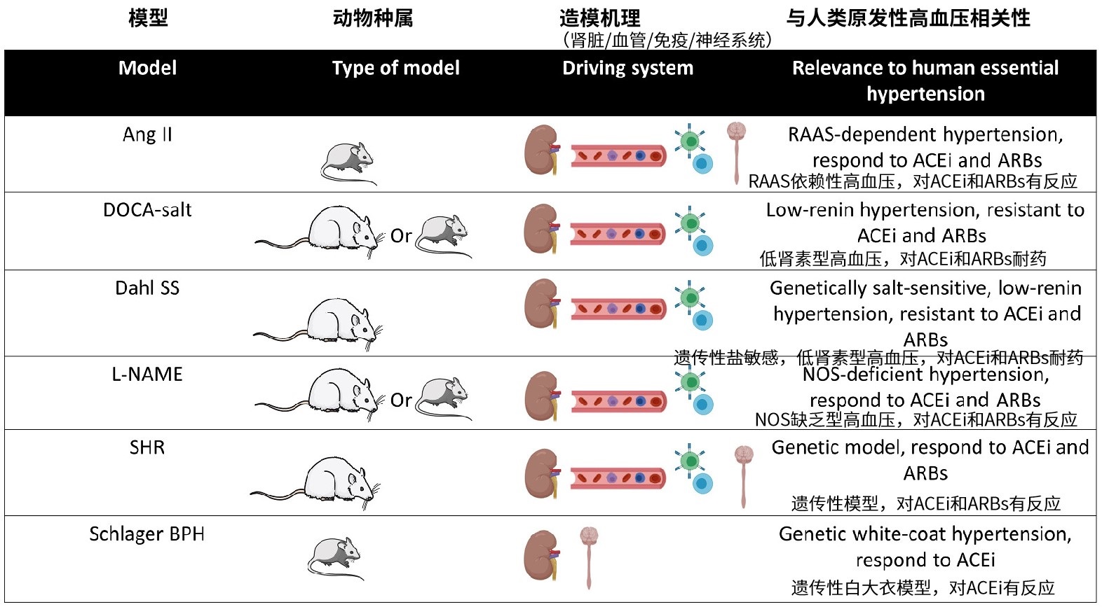 常见高血压啮齿动物模型及其与人类高血压的相关性.jpg 常见高血压啮齿动物模型及其与人类高血压的相关性.jpg