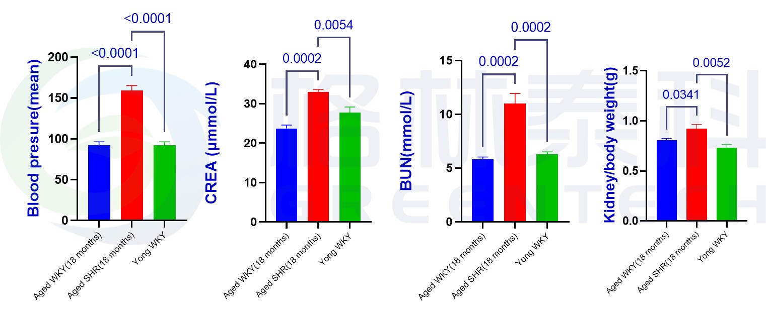 SHR大鼠模型血压、肾功及肾脏指数.jpg SHR大鼠模型血压、肾功及肾脏指数.jpg