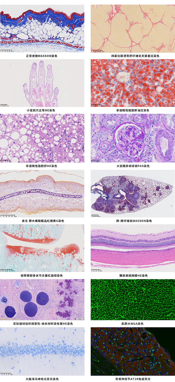 典型组织病理学染色切片展示.png